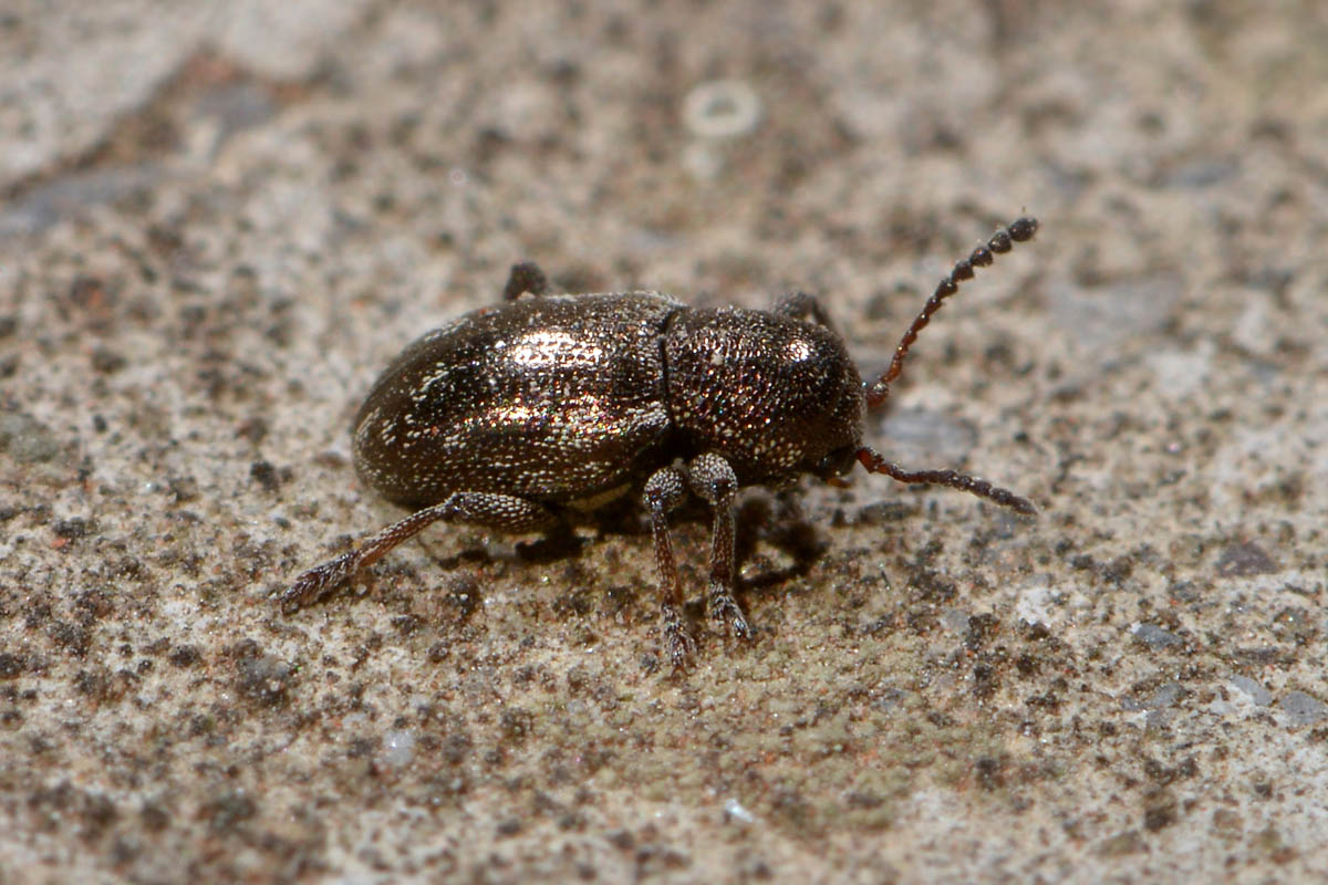Chrysomelidae: Pachnephorus villosus